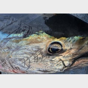 Tun fiskeri i Danmark