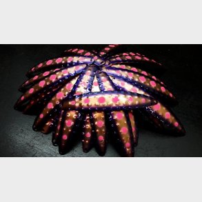 Hybrid Stor Nr. 2. Verona Melon Purple Pink spots Cobber