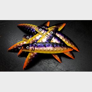 Hybrid Stor Nr. 42. Metallic Purple - Cobber - Fluo Yellow Tiger